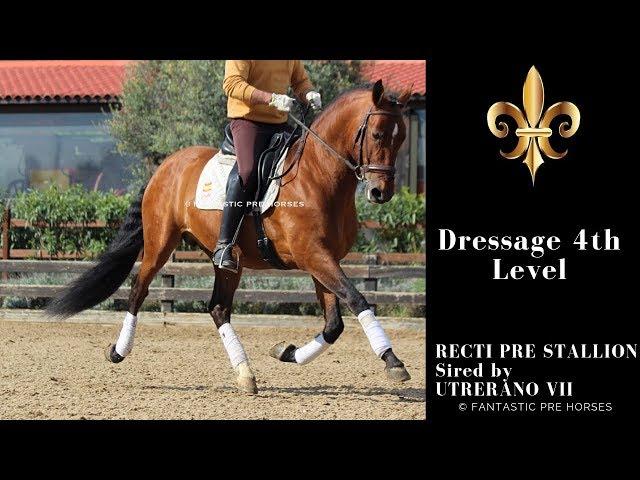 RECTI PRE STALLION BY UTRERANO VII - 4TH DRESSAGE - FOR SALE