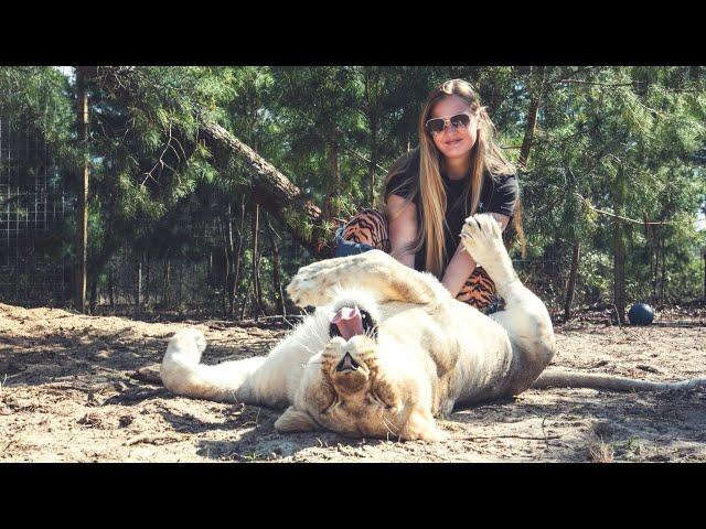 BIG CAT BELLY PATS!