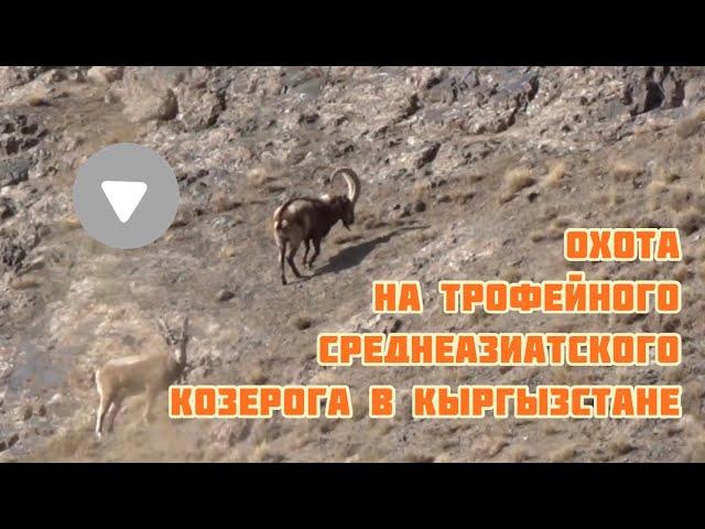 ОХОТА НА ТРОФЕЙНОГО КОЗЕРОГА В КЫРГЫЗСТАНЕ 2020 !  Ibex hunt in Kyrgyzstan.