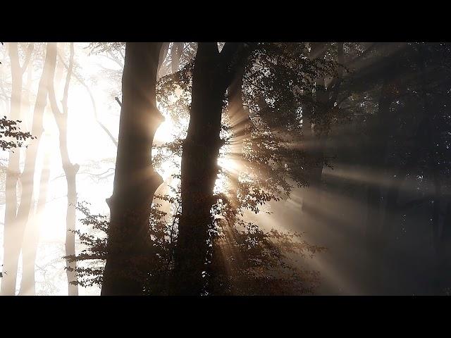 #Футаж солнце сквозь деревья ◄4K•HD► #Footage sun through the trees