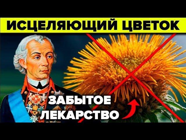 Секрет Суворова, о котором молчат. Девясил - почему его забыли?