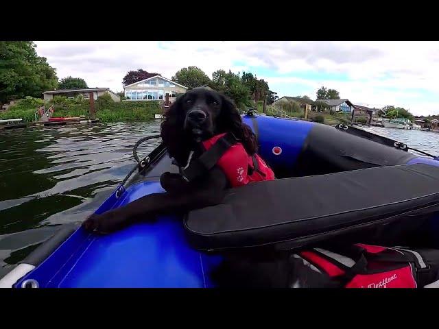 Hounds Afloat on the River Thames: An Inflatable Boat Adventure with Cocker Spaniels