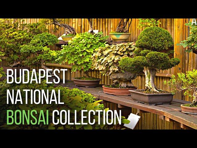 National Bonsai Collection at the Budapest Zoo & botanical garden