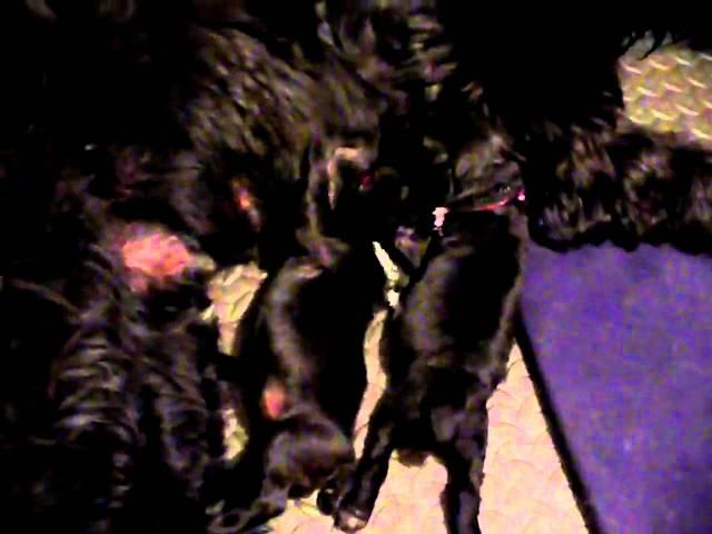 robles-alta litter-black russian terrier- 1 week old part 1 of 2