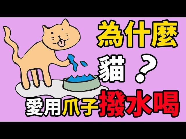 貓為什麼愛用爪子撥水喝？這樣更好喝嗎？