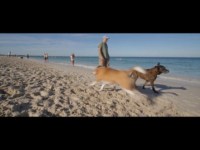 Dog Beach - 2 Hour Slow TV