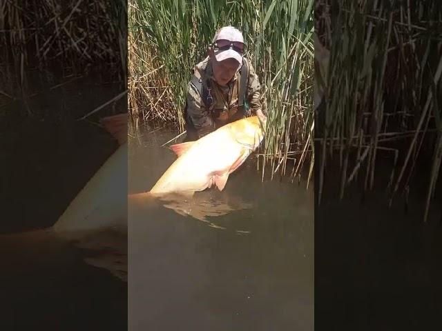 Золотая РЫБИНА #fishing #рыбалка #carpfishing #fishinglife #carp #angler #fish #bassfishing