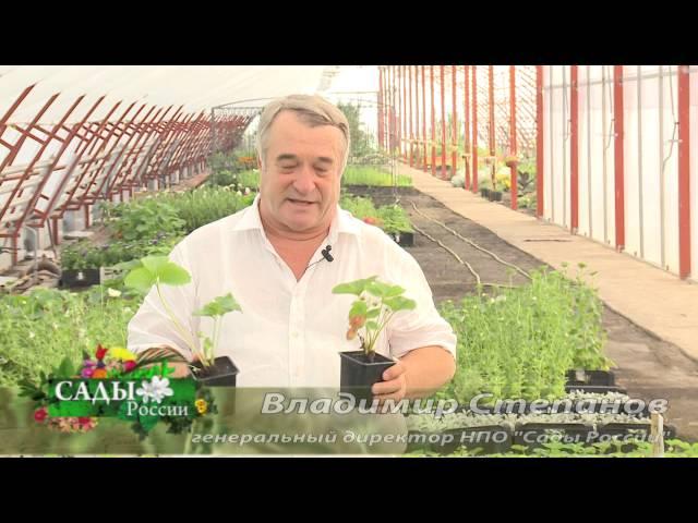 Рассада земляники от НПО "Сады России"