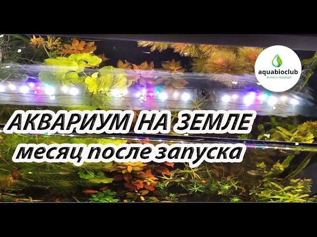 Аквариум на земле. Две недели после посадки растений и месяц после запуска.