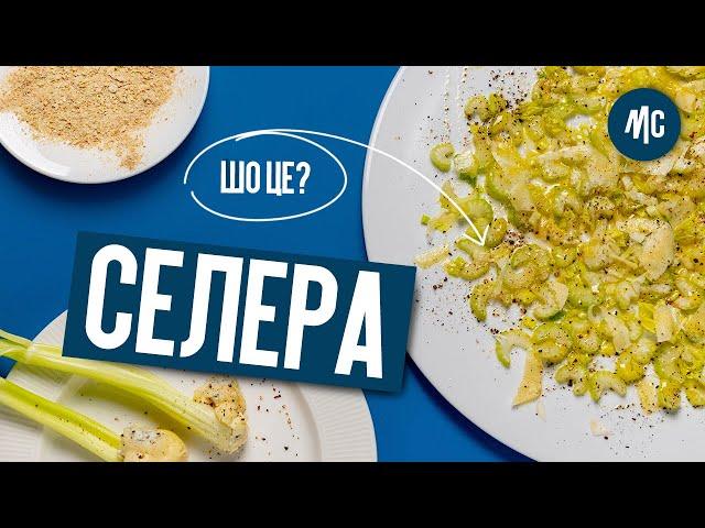 ЩО ЦЕ? СЕЛЕРА |  корисні страви з селери