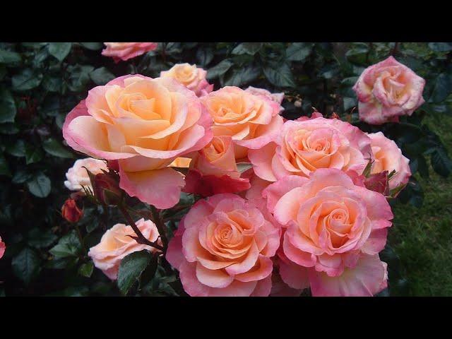 ТОП 20 изумительных  ЧАЙНО-ГИБРИДНЫХ роз / TOP 20 amazing HYBRID TEA roses