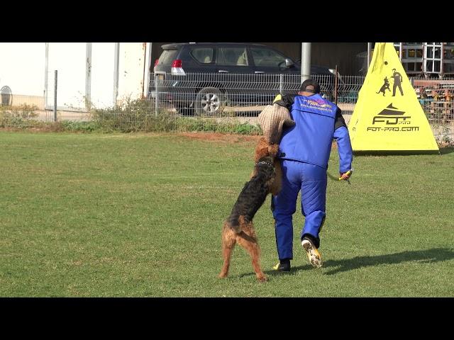 airedale terrier IGP 2 Protection