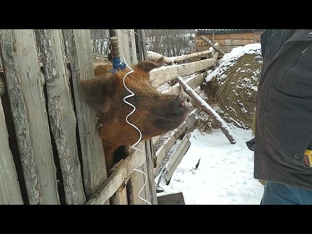 паролизатор для забоя свиней,продажа.