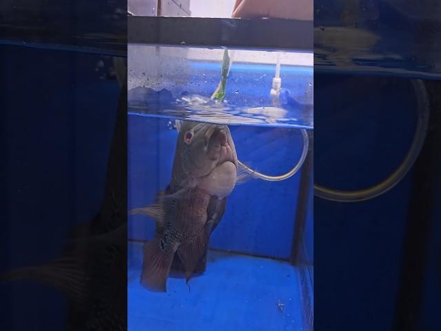 Disappoint a flowerhorn fish #aquariumfish #aquariumhobby #fishhobbyist