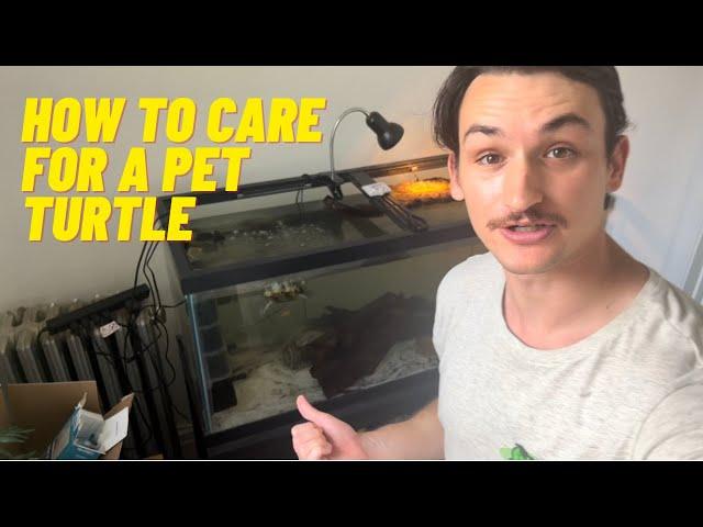 How To Care for a Pet Turtle: Are They High  Maintenance?