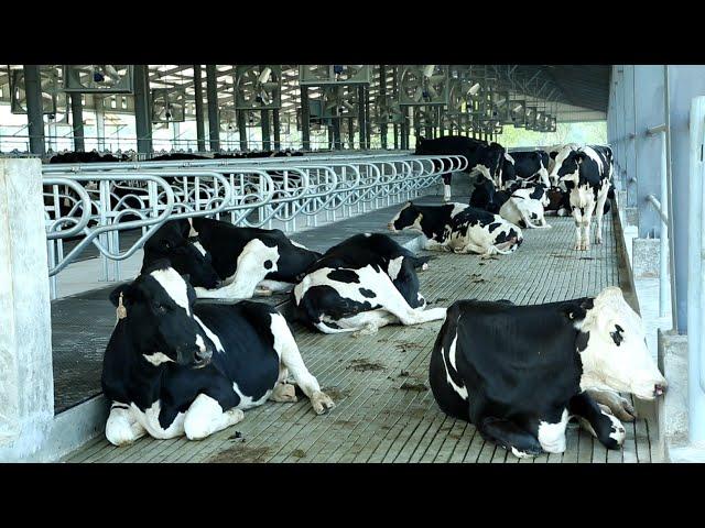 দেশের প্রথম Hi Tech Dairy Farm স্থাপন করলো Eon Bio Science