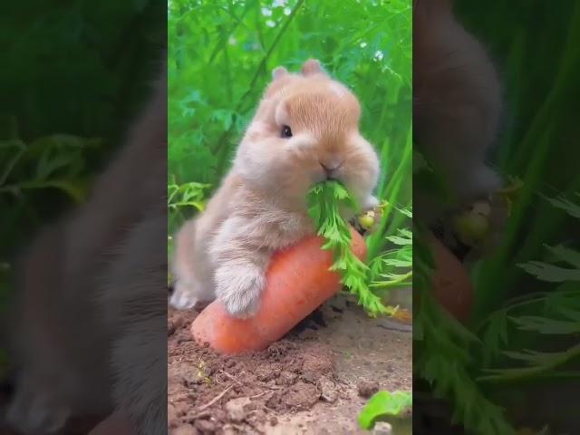 rabbit eats a carrot