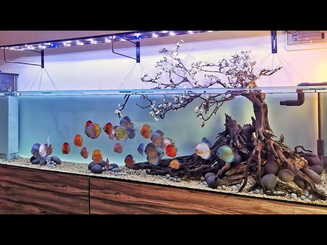 Most Beautiful Discus Fish Tank | Romantic Queen of Freshwater By Resha Atmaja