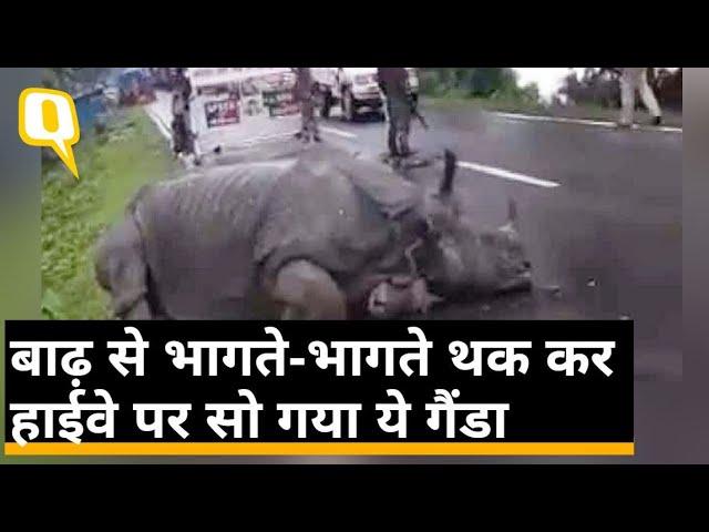 Assam Floods 2020: National Highway 37 के करीब सड़क पर थक कर बैठ गया गैंडा | Quint Hindi