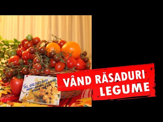 Rasaduri rosii ardei castraveti vinete alte rasaduri legume de vanzare