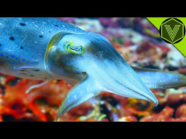 CUTTLEFISH - the deadly hypnotist that can attack a human! Cuttlefish vs. octopus and crab!