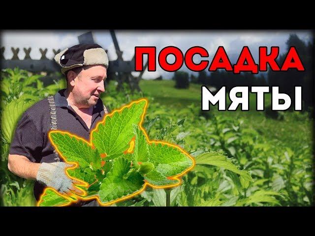 ПОСАДКА КУСТА МЯТЫ | КАК ВЫРАЩИВАТЬ?