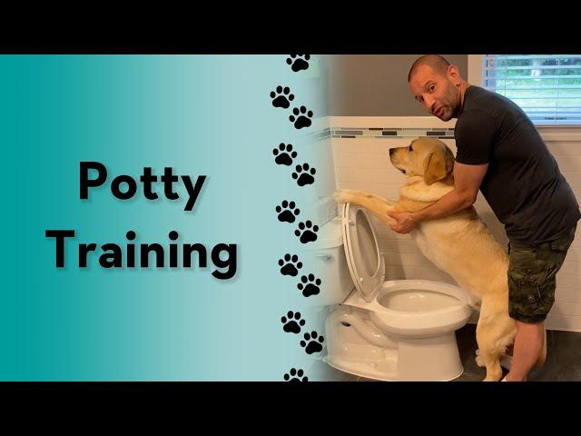 How do you potty train your dog? #labrador #dogtraining