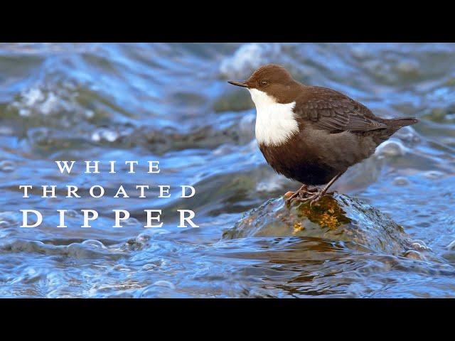 White-throated dipper. Bird in the winter river.