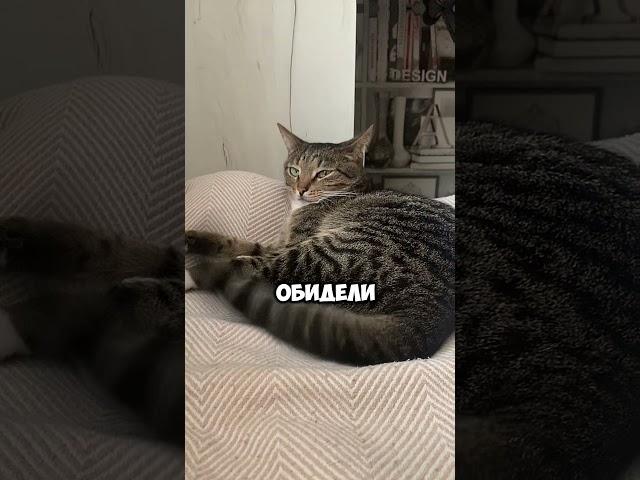 советы от мяуча #мем #кот