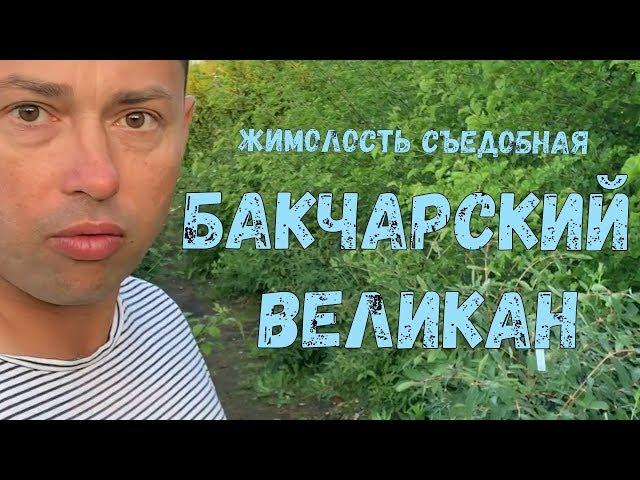 Жимолость съедобная сорт БАКЧАРСКИЙ ВЕЛИКАН. Самый крупноплодный сорт жимолости съедобной.