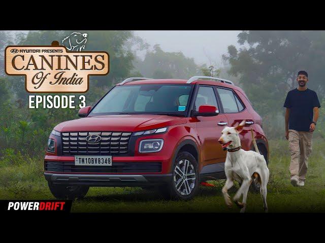 The Rajapalayam is India's own King of Dogs - Canines of India EP3 | PowerDrift