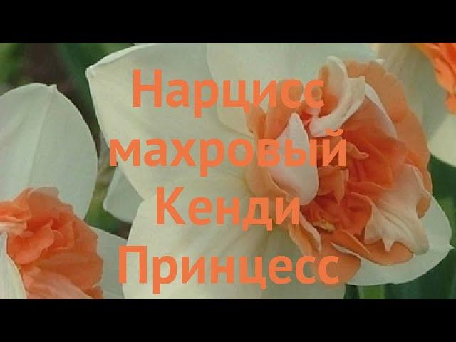 Нарцисс махровый Кенди Принцесс (narcissus)  обзор: как сажать, луковицы нарциссы Кенди Принцесс