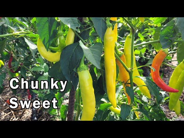 Midwest Chunky Sweet Pepper Cross - What it Looks Like and Taste Test