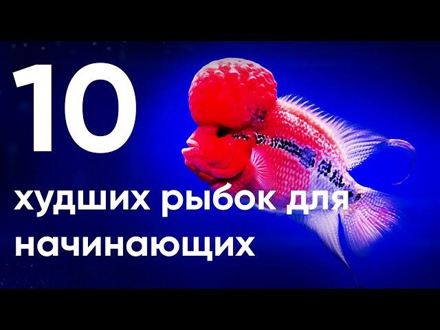 10 худших рыбок для начинающих