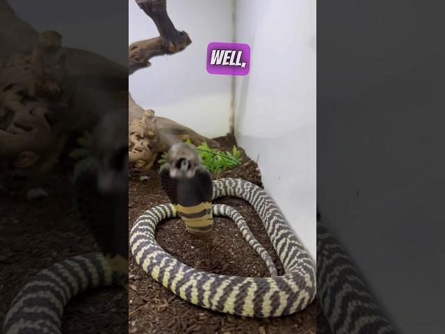 Oreo spit venom at my phone!! #cobra #venom #reptiles