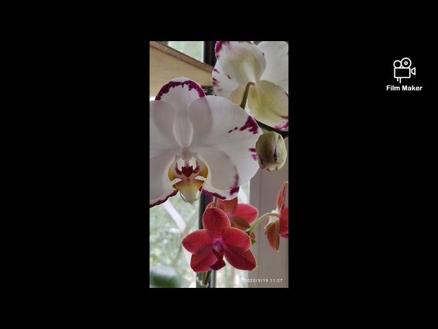 Цветение орхидеи Phal. White Lightning Flash