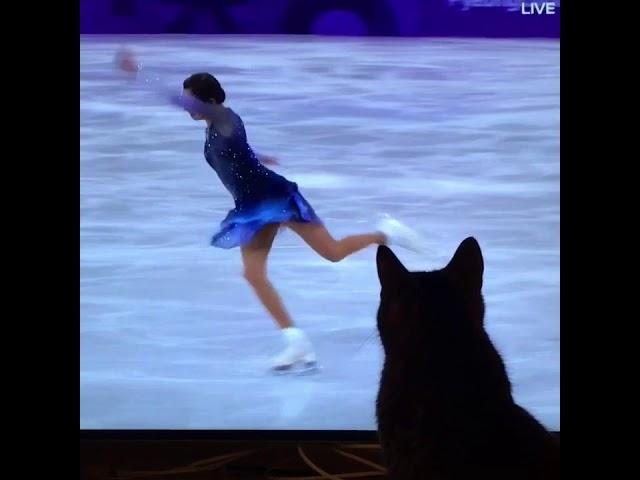 Cat trying to pull a Tonya Harding on Evgenia Medvedeva
