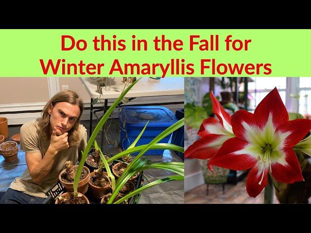 AMARYLLIS PREPARATION - Do this is in September for Winter Flowers