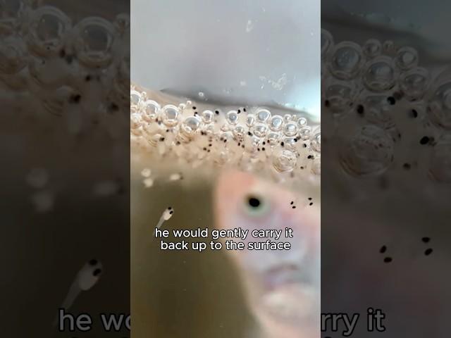 The females give birth and the males take care of the babies as they grow up.#fish #beauty #shorts