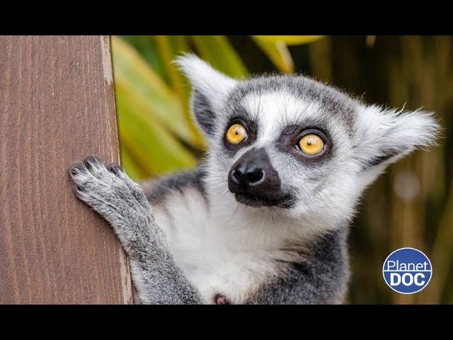 Lemurs: reasons for their name, day to day, the curious thing about their eyes, nocturnal habits...