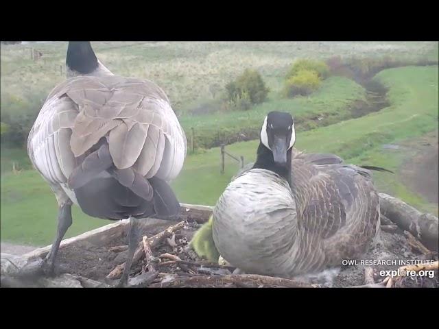 Канадский гусь, или казарка. Canadian goose, or kazarka.