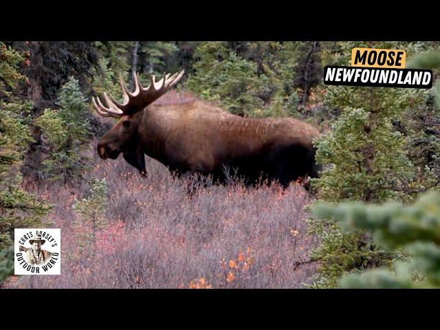 Tough Hunt for Moose in Newfoundland