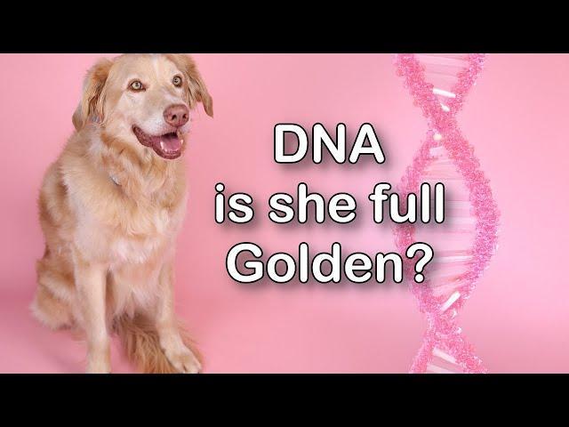 Is She Full Golden? Rescue Dog DNA Results ( LIVE Results)