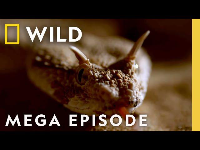 Dead by Dawn: The World of Killer Creatures MEGA EPISODE | S1 COMPILATION | Nat Geo Wild