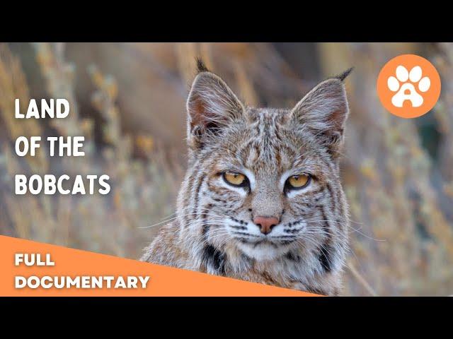 Land of the Bobcats | Full Documentary