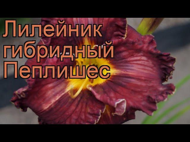 Лилейник гибридный Пеплишес (hemerocallis)  Пеплишес обзор: как сажать, рассада лилейника Пеплишес