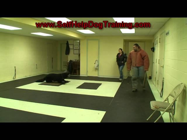 How to Train a Dog to Attack on Command (k9-1.com)