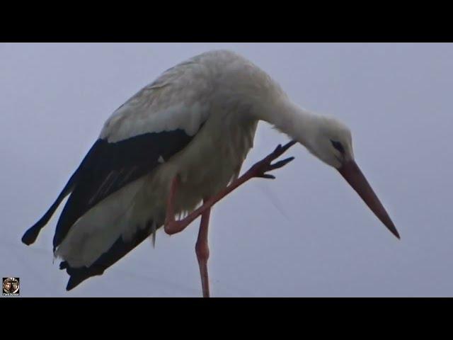 Лапы у аиста как грабли ;) Stork - paws like a rake #аист #смешныептицы #stork