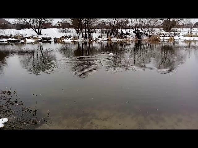 На воде прикормочный кораблик Скат 3 для Палыча.