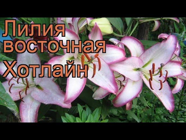 Лилия восточная Хотлайн (lilium oriental hotline)  обзор: как сажать, луковицы лилии Хотлайн